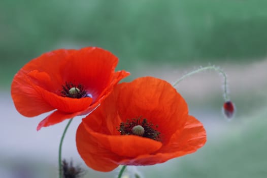 Two poppy flowers on the blured background.