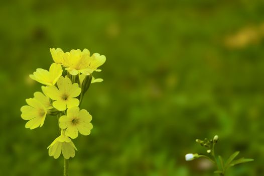 Yellow spring flower on green lens-blur background.