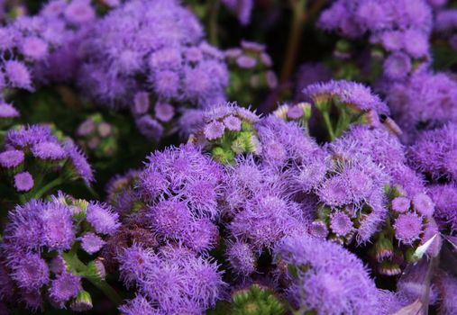 bouquet of violet flowers