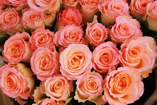 soft  creamy roses