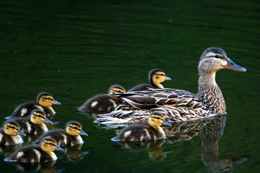 a mallard duck mother and her ducklings