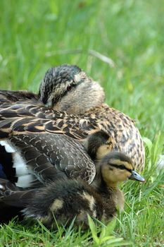 a mallard duck mother and her ducklings
