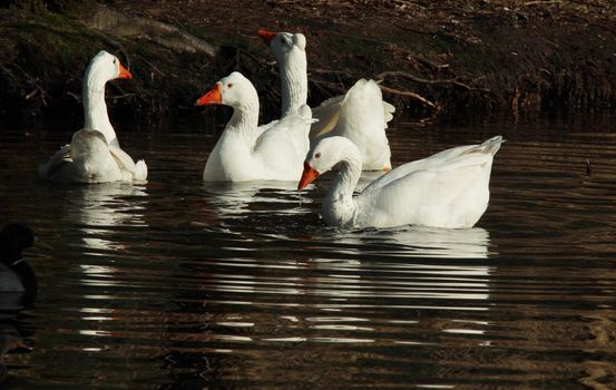 white gees on the water