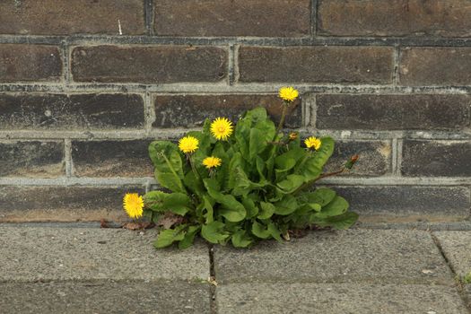 dandelion on the road