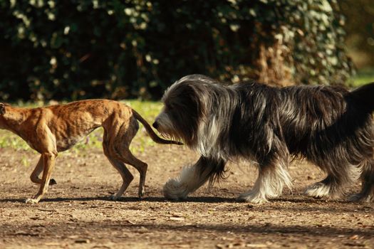 two dogs following each other