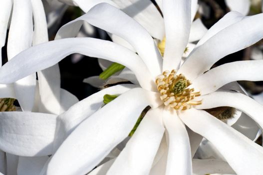 White magnolia flower detail in sping blooming