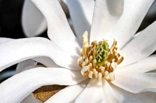 White magnolia flower pistils detail in spring blooming