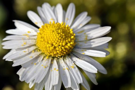 White daisy macro with pollen in a spring garden