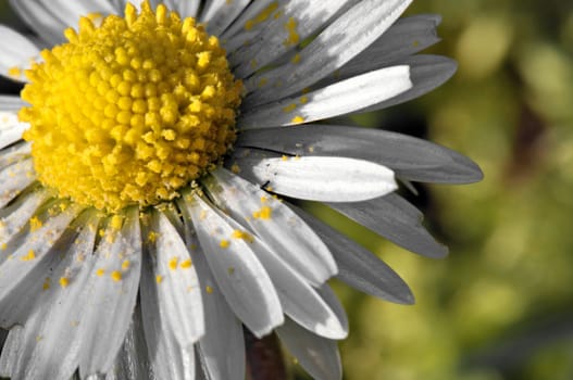 White daisy macro with pollen in a spring garden