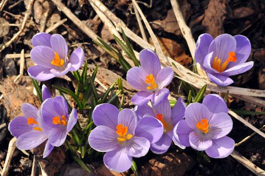 Early blooming cute small crocus purple flowers piercing out of the ground: it's spring.
