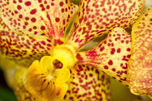 Close-up of a Carolyn Ellis orchid which is yellow with red spots