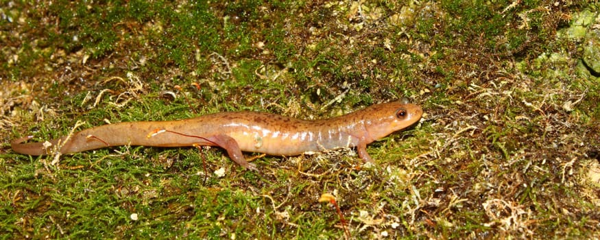 A Dusky Salamander (Desmognathus conanti) in the southern United States.