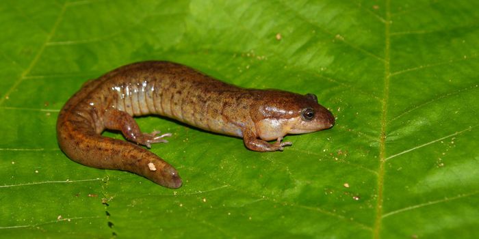 A Dusky Salamander (Desmognathus conanti) in the southern United States.