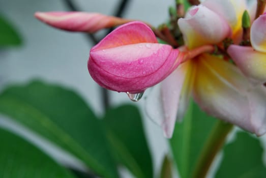 rain drops falling from plumeria flower