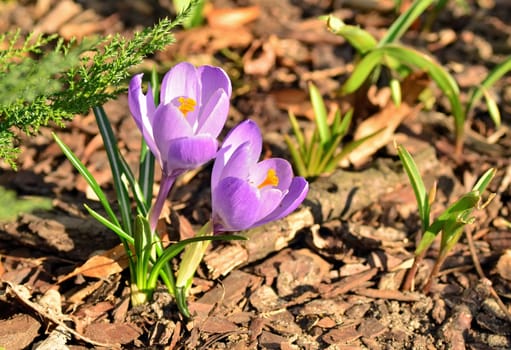Blooming crocus flowers in spring time