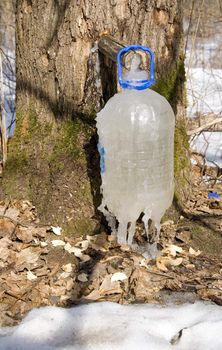 Maple sap in early spring often freezes to ice