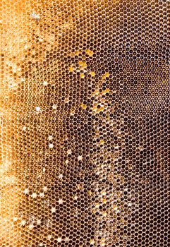 Used dirty honeycomb textures of golden brown color