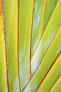 Close up of palm leaf, taken from an untraditionel angel.