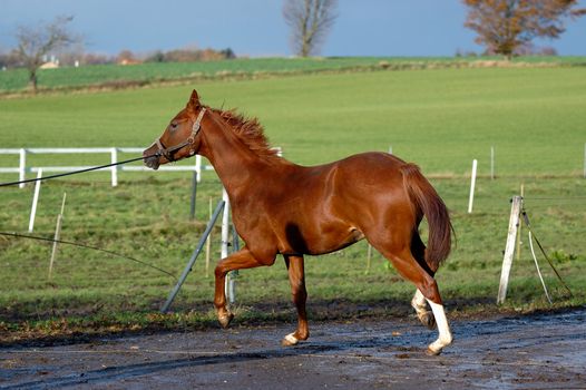 A horse is being traind