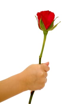 Child holding rose flower in hand on isolated white background