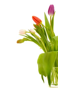 Tulip flowers isolated on white background