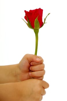 Child holding rose flower in hand on isolated white background