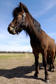 Wide angle shot of horse in profile.