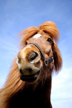 Wide angle shot of horse face. The horse is looking interested.