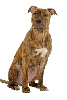 Staffordshire terrier dog sitting on a clean white background