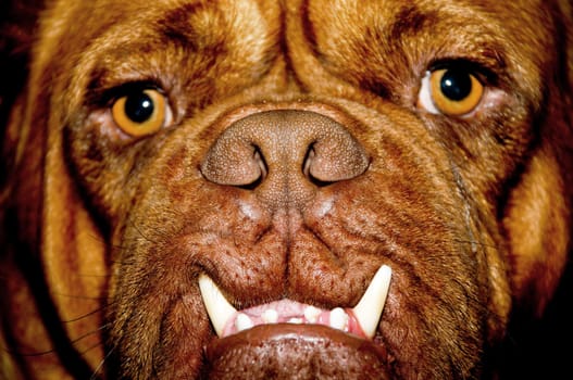 Face of a dog with long teeth