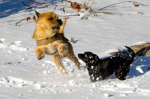 Dogs are playing and running in the snow. Motion blur. The breed of the dogs are a Cairn Terrier and the small dog is a mix of a Chihuahua and a Miniature Pinscher. 