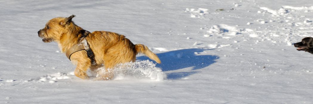 Dog are playing and running in the snow. Motion blur. The breed of the dogs are a Cairn Terrier and the small dog is a mix of a Chihuahua and a Miniature Pinscher. 
