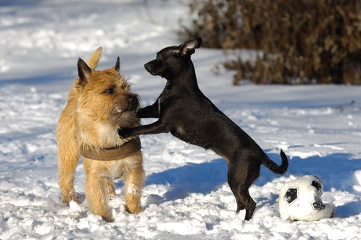 Dogs in the the snow. The breed of the dogs are a Cairn Terrier and the small dog is a mix of a Chihuahua and a Miniature Pinscher. 