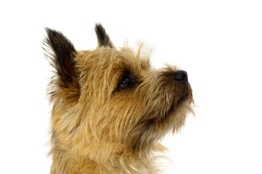 Face of sweet dog, taken on a white background. The breed of the dog is a Cairn Terrier.