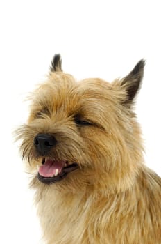 Face of sweet dog, taken on a white background. The breed of the dog is a Cairn Terrier.