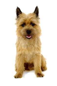 Sweet happy dog is sitting on a white background. The breed of the dog is a Cairn Terrier.