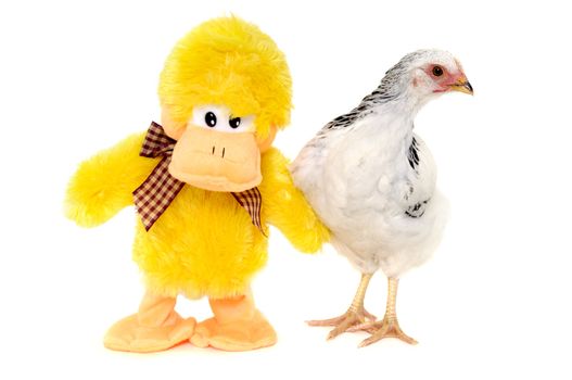 Chicken and a toy duck is standing together. Isolated on a white background.