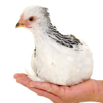 A sweet chicken is sitting in a hand of a woman