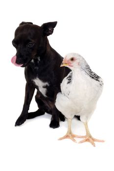 A puppy dog and a chicken is looking at each other. Real shot, not manipulation. The dog is a mix of a chihuahua and a miniature pinscher.