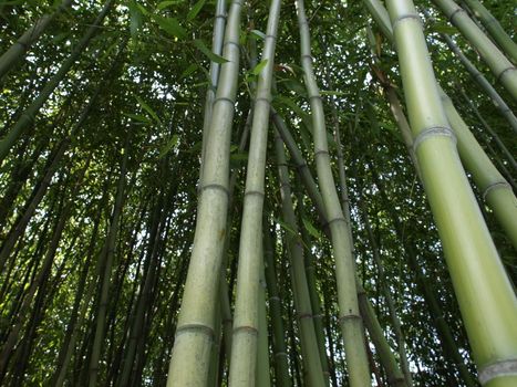 Bamboo cane trees useful as a background