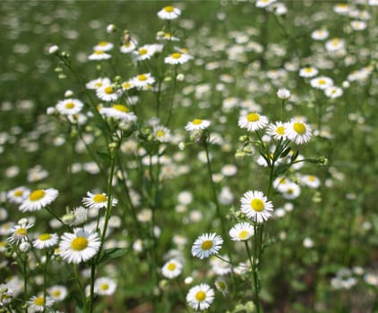 Detail of daisy flower or bellis perennis - selective focus