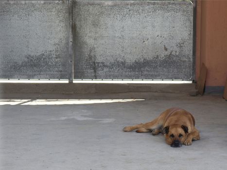Sad lonely dog lying on the floor on a hot summer day - with copy space on the left