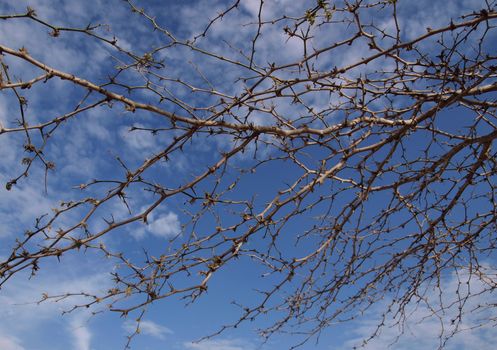 Dry branch with spikes on sky background