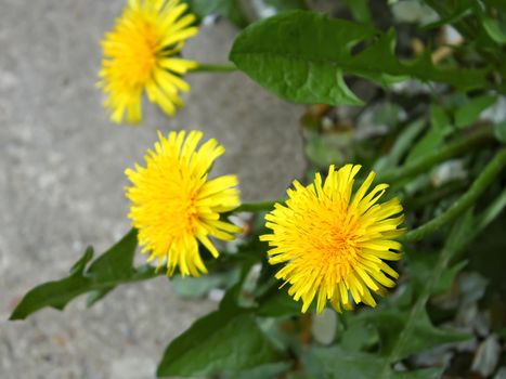 The first spring dandelion flowers on a background of gray asphalt