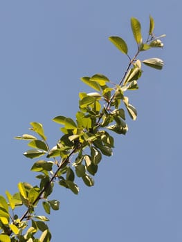 Spring green branches of cherry against blue sky