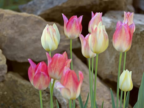 Group colored tulips on a background of large stone blocks