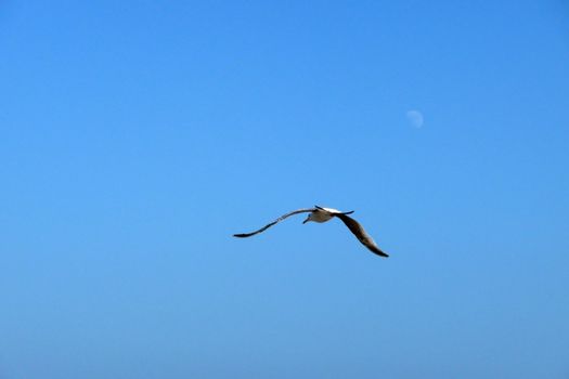 Seagull in flight over the Brighton coastline.