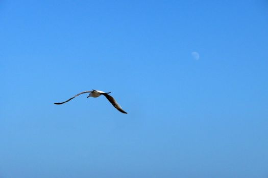 Seagull in flight over the Brighton coastline.
