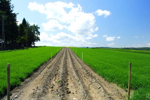 schmales Feld
