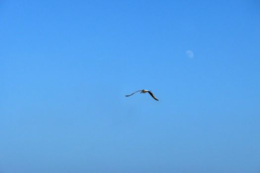 Seagull in flight over the Brighton coastline.